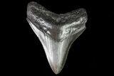 Serrated, Fossil Megalodon Tooth - Georgia #81681-2